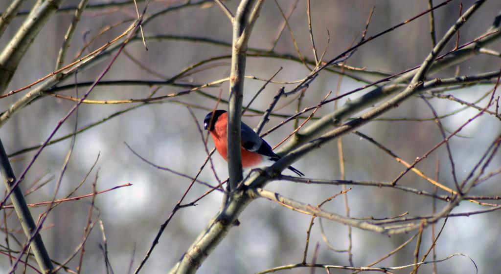 Pokoje Goscinne Arnika Gorska Szklarska Poręba Buitenkant foto